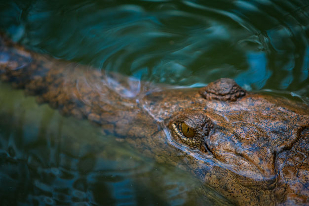 Salzwasser-Krokodile, Daintree River