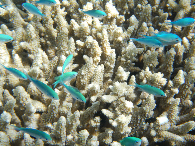 Great Barrier Reef Schnorcheln