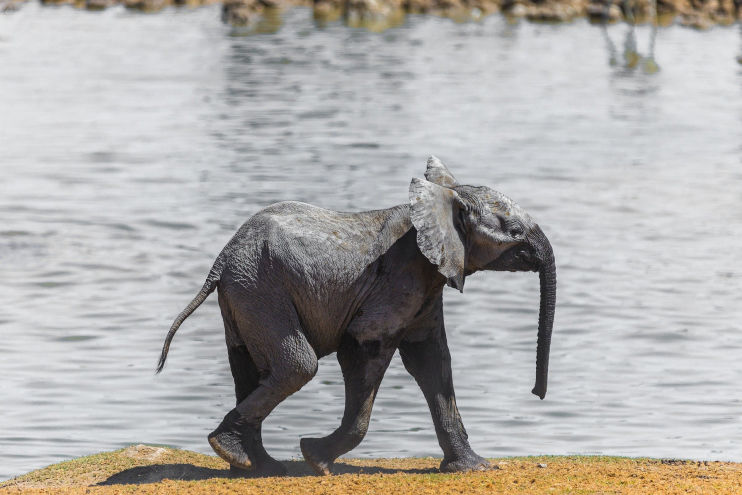 Kleiner Elefant am Wasserloch im Etosha  National Park