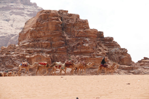 Kamele vorm Wadi Rum in Jordanien