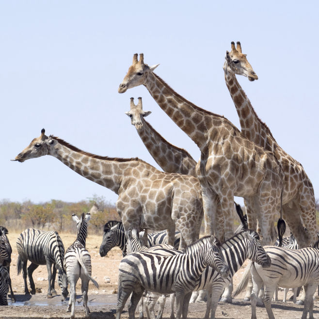 Giraffen und Zebras im Etosha National Park