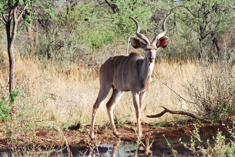 Kudu in freier Wildahn im Reservat in Namibia
