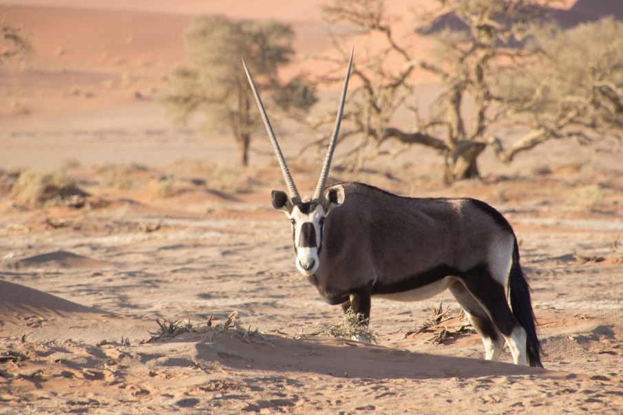 Oryx in freier Wildbahn in der Namibwüste
