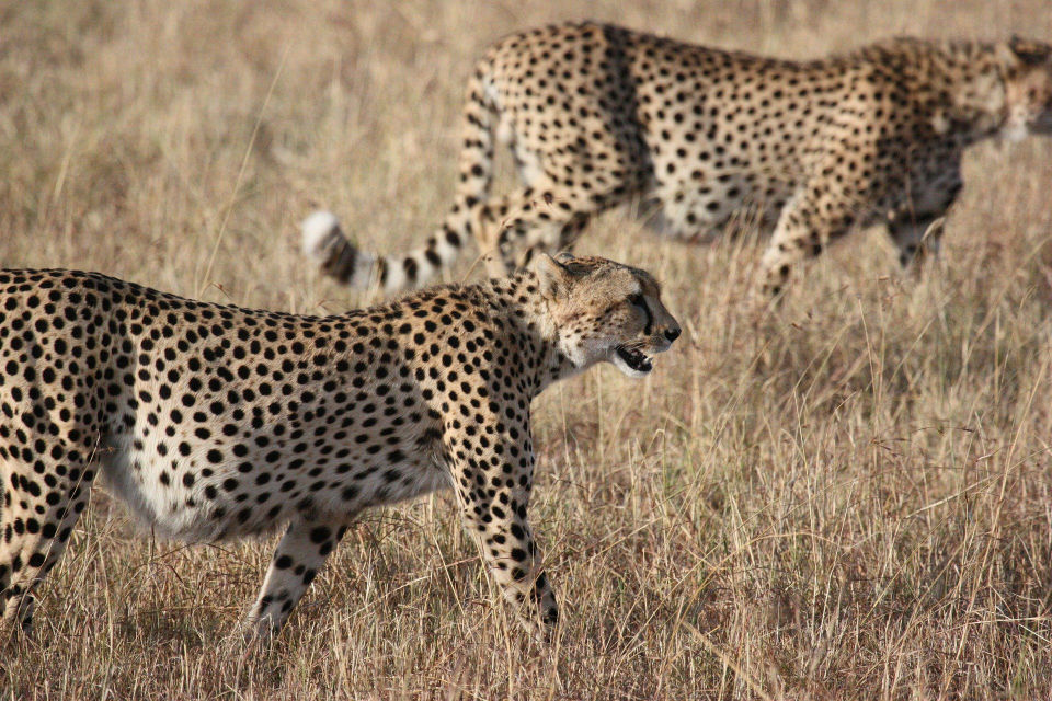 Wildkatze in Savanne von Namibia